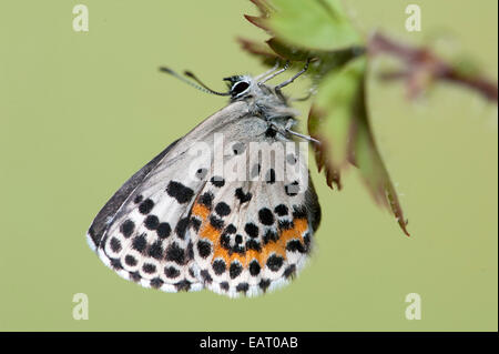 Chequered Blue Butterfly Scolitantides orion Spain Stock Photo