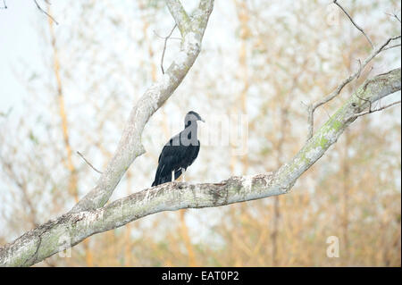 Black Vulture Coragyps atratus Panama Stock Photo
