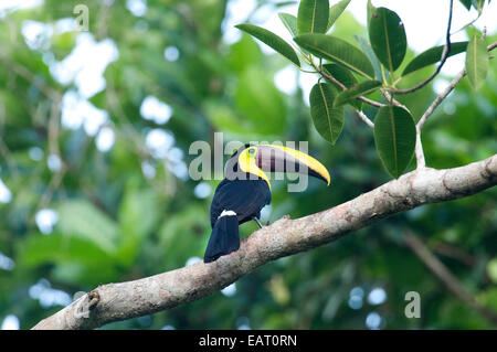 Chestnut Mandibled Toucan Ramphastos swainsonii Panama Stock Photo