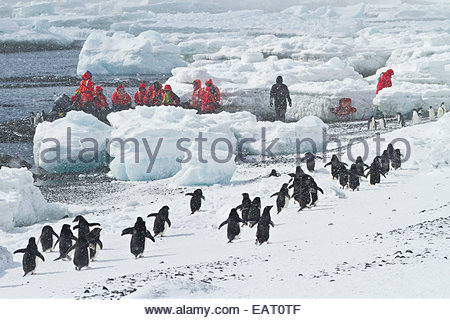 Tourists on a zodiac approach a beach filled with penguins. Stock Photo