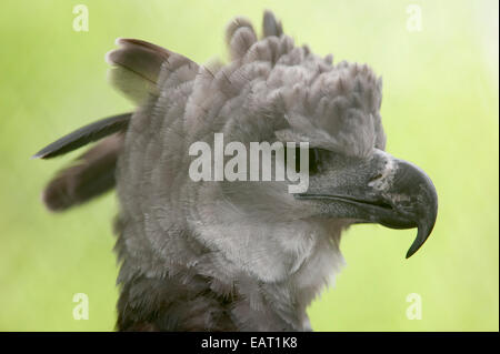 Harpy Eagle Harpia harpyja Panama Stock Photo