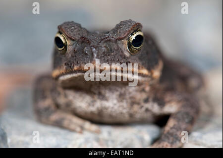 Juvenile Cane Toad Bufo marinus Panama Stock Photo