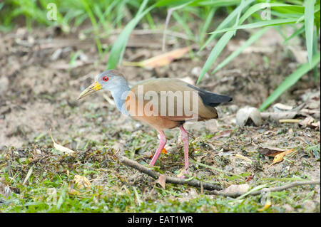 Grey Necked Wood Rail Aramides cajaneus Panama Stock Photo