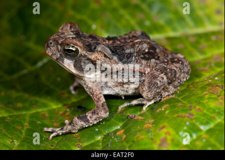 Juvenile Cane Toad Bufo marinus Panama Stock Photo