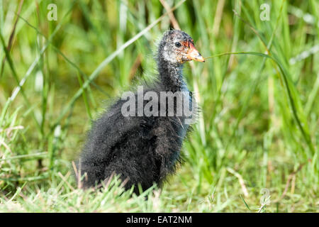 Common or Eurasian Coot Chick Fulica atra UK Stock Photo