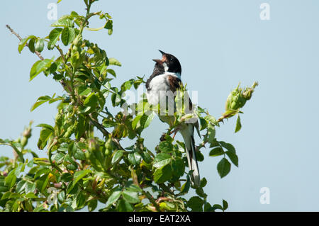 Reed Bunting Emberiza schoeniclus UK Stock Photo