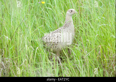 Pheasant Phasianus colchicus Female UK Stock Photo