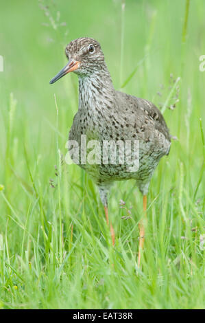 Redshank Tringa totanus UK Stock Photo