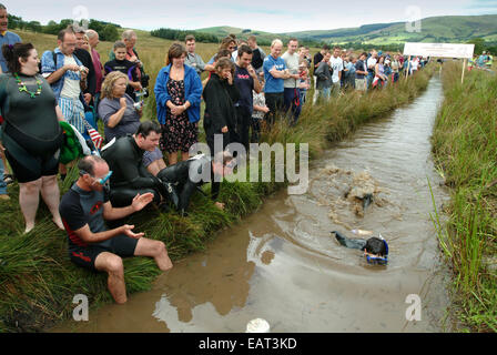 World Bog Snorkelling Championships, Llanwrtyd Well, Powys, Wales, UK Stock Photo