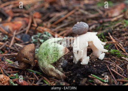 Rayed earthstar mushroom Stock Photo