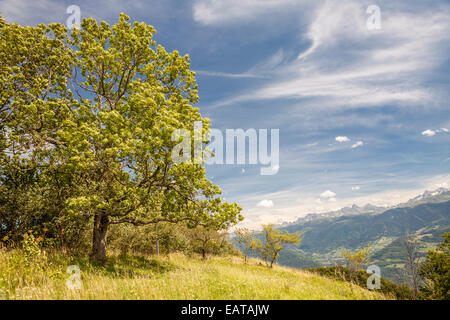 Saint Hilaire du Touvet, Natural park of Le Chartreuse, Isère, Rhône-Alpes, France Stock Photo