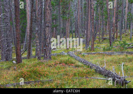 Scots Pine (Pinus silvestris) trees in coniferous forest with fallen tree trunks Stock Photo