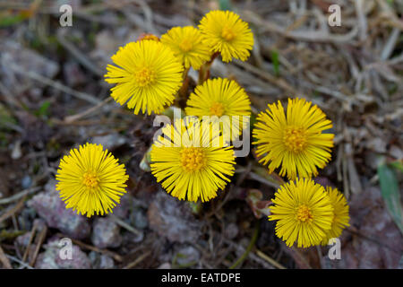 Coltsfoot / butterbur (Tussilago farfara) in flower