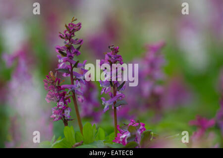 Bulbous Corydalis / Holewort / Hollow leek / Hollow root / Hollow wort (Corydalis cava / Corydalis bulbosa) in flower in forest Stock Photo