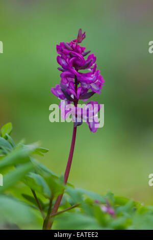 Bulbous Corydalis / Holewort / Hollow leek / Hollow root / Hollow wort (Corydalis cava / Corydalis bulbosa) in flower in forest Stock Photo