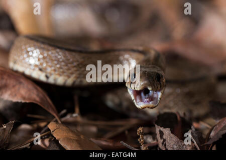 ladder snake in a aggressive pose Stock Photo