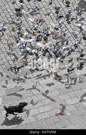 A dog chasing the pigeons across San Francisco Square. Stock Photo
