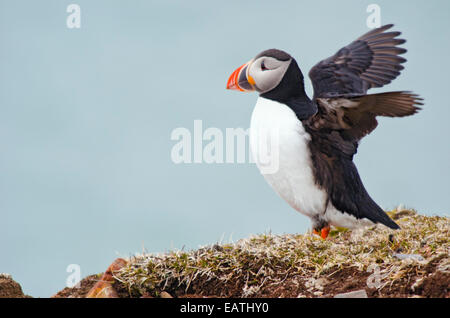 A colorful beaked Atlantic Puffin, Fratercula arctica flapping its wings. Stock Photo