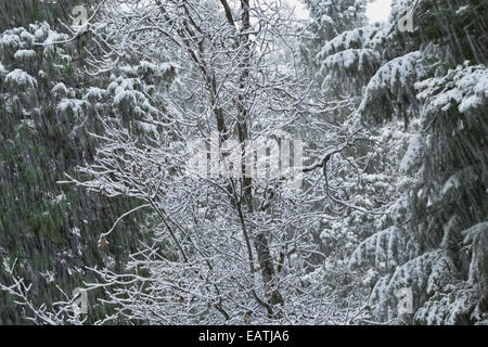 Forest of Black Oak, Dogwood, Madrone, Cedar and Fir is showered by a late spring snowfall. Northern California. Stock Photo