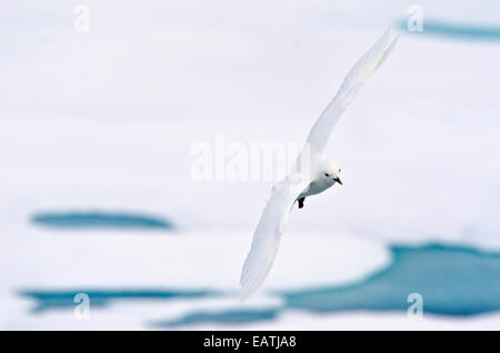 Rare sighting of an Ivory Gull, Pagophila eburnea soaring over the sea ice. Stock Photo