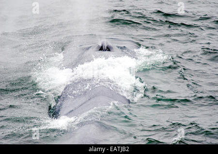 An endangered blue whale, Balaenoptera musculus powerful blow while diving. Stock Photo