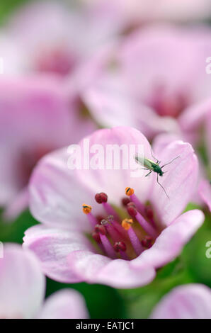 A pollinating fly on a purple saxifrage, Saxifraga oppositifloria. Stock Photo