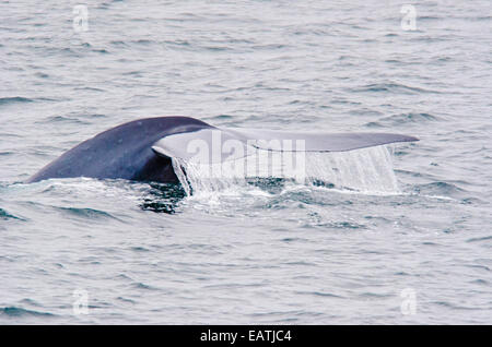 An endangered blue whale, Balaenoptera musculus powerful fluke diving. Stock Photo