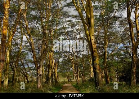 Yellow barked acacias, also known as fever trees, Acacia xanthophloea. Stock Photo