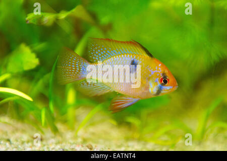freshwater fish - Mikrogeophagus ramirezi,ram cichlid,male Stock Photo