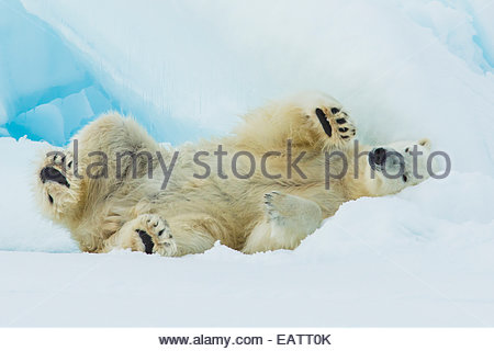 A polar bear rolls on pack ice. Stock Photo