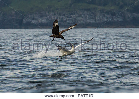 A skula dives to attack a northern gannet over the water. Stock Photo