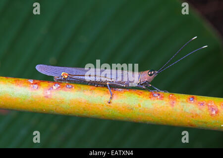 An unusual elongated brown grasshopper on a plant stem. Stock Photo