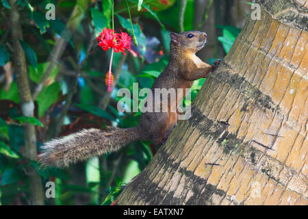 A red-tailed squirrel, Sciurus granatensis, climbing a palm tree. Stock Photo