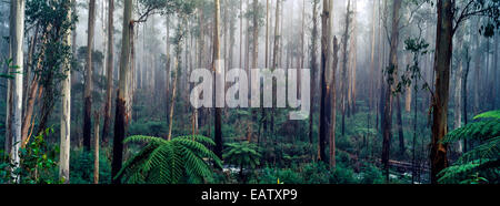 A fog filled valley of towering Mountain Ash trunks and Tree Ferns. Stock Photo