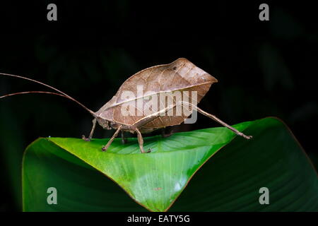 Portrait of a dead leaf mimic katydid, Tettigoniidae species.