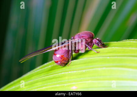 A winged queen leaf cutter ant, Atta colombica, ready to mate. Stock Photo