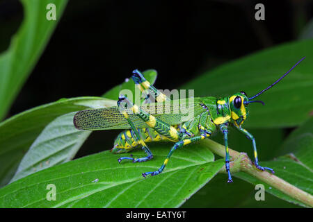 A yellow and green grasshopper, Chromacris species, foraging on a leaf. Stock Photo