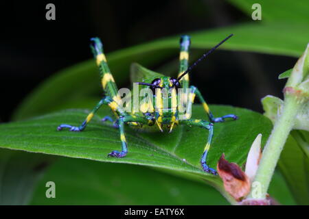 Close up of a yellow and green grasshopper, Chromacris species. Stock Photo