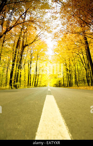 The asphalt road among trees Stock Photo - Alamy