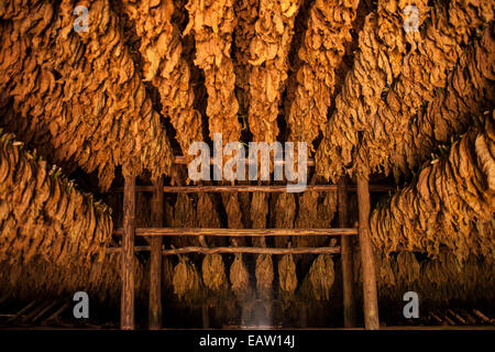 Drying tobacco leaves in a shed in Vinales Cuba Stock Photo