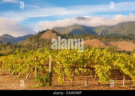 Vineyards in autumn color in the Napa Valley wine country of Northern California.  Beautiful views of the vineyards in the famou Stock Photo