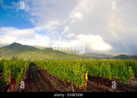 Vineyards in autumn color in the Napa Valley wine country of Northern California.  Beautiful views of the vineyards. Stock Photo