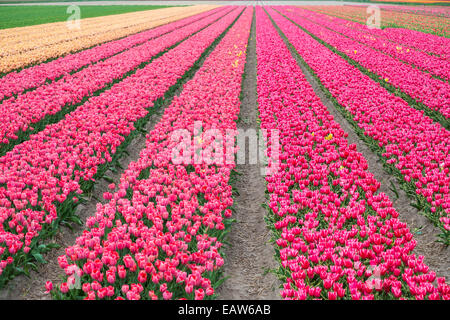Rows of bright pink tulips in a field in spring, Lisse, South Holland, Netherlands Stock Photo