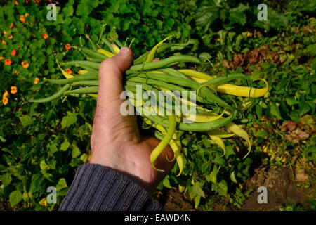 Hand full of two types of beans (green beans and yellow beans 'Rocquencourt'). Stock Photo