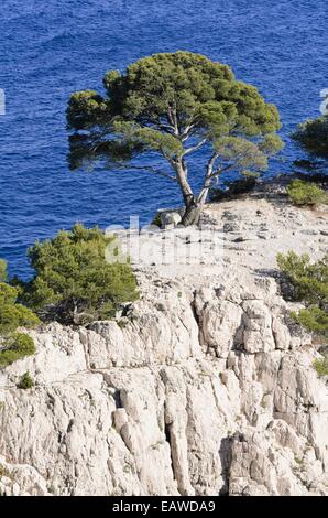 Aleppo pine (Pinus halepensis) at Calanque de Port-Pin, Calanques National Park, France Stock Photo