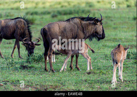 Wildebeest mother and feeding her calf in the Ndutu conservation area Stock Photo - Alamy