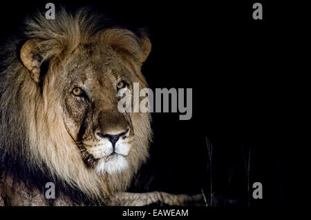 A dominant male African Lion stares into the darkness on the veld. Stock Photo