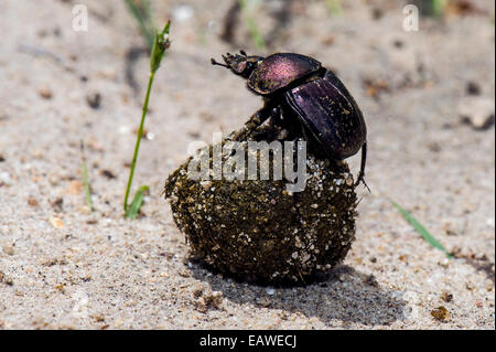 An African Dung Beetle rolling a ball of dung containing its eggs. Stock Photo