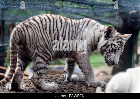 A captive albino Bengal Tiger cub exploring it's cage. Stock Photo