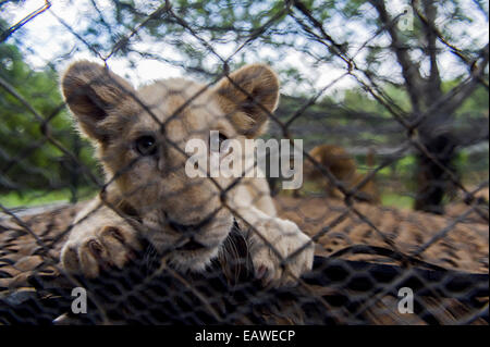 An inquisitive African Lion cub peers through the wire of its cage. Stock Photo